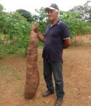 produtor-do-interior-de-sp-colhe-mandioca-‘gigante’-com-mais-de-40-kg