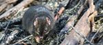 antechinus:-o-marsupial-australiano-que-chega-a-fazer-14-horas-de-sexo