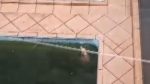 video:-cachorro-e-resgatado-dentro-de-piscina-abandonada-em-maringa