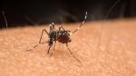 rj-registra-a-5a-morte-por-dengue-este-ano