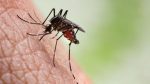 dengue:-df-registra-120-mil-casos-provaveis-em-2024