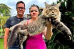 ‘gigante-gentil’:-raca-de-gato-brasileiro-que-tenta-entrar-para-o-guinness-book-como-o-maior-do-mundo-e-docil-e-pode-custar-ate-r$-12-mil