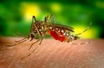 epidemia-de-dengue:-pindamonhangaba-passa-de-5-mil-casos-e-confirma-mais-duas-mortes-pela-doenca