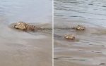 onca-pintada-e-filmada-nadando-com-filhotes-no-rio-araguaia;-video