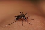 juiz-de-fora-confirma-primeira-morte-por-dengue