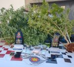 policia-prende-suspeito-de-trafico-apos-encontrar-pes-de-maconha-no-jardim-da-residencia-de-limeira