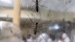com-mais-de-1-mil-casos,-saude-confirma-epidemia-de-dengue-em-birigui